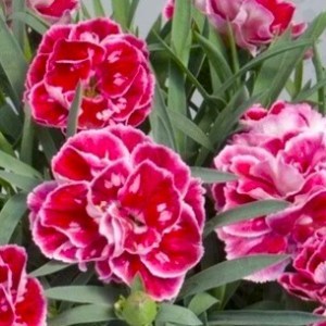 Super Trouper Diwaii4_300x300